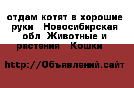 отдам котят в хорошие руки - Новосибирская обл. Животные и растения » Кошки   